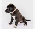 Small Photo #6 Labrador Retriever-Unknown Mix Puppy For Sale in Kennesaw, GA, USA