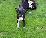 Small Photo #5 Rat Terrier Puppy For Sale in PETERSBURG, PA, USA