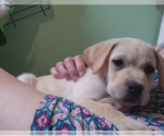 Small #3 Labrador Retriever Mix