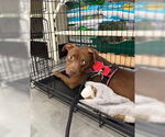 Small #8 American Pit Bull Terrier Mix