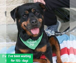 Rottweiler-Unknown Mix Dogs for adoption in Washington, DC, USA