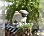 Puppy 2 Pug
