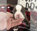Small #1 Boston Terrier