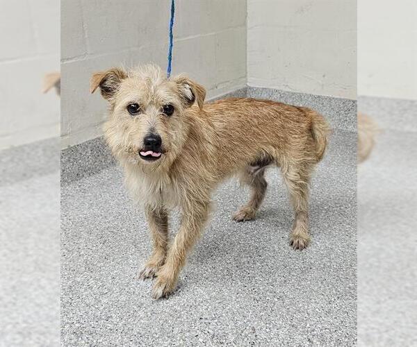 Medium Photo #1 Cairn Terrier-Unknown Mix Puppy For Sale in Pasadena, TX, USA