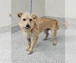 Small Cairn Terrier Mix