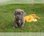 Puppy Theo Cane Corso