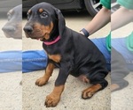 Puppy Pink Collar Doberman Pinscher