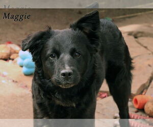 Mutt Dogs for adoption in Sequim, WA, USA