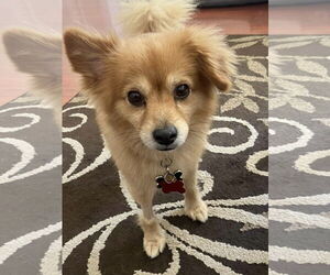 Pomeranian Dogs for adoption in Mount Laurel, NJ, USA