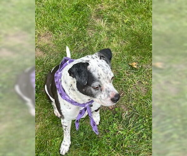 Medium Photo #10 American Pit Bull Terrier-Unknown Mix Puppy For Sale in Oakhurst, NJ, USA