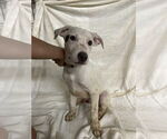Small #1 Border Collie Mix