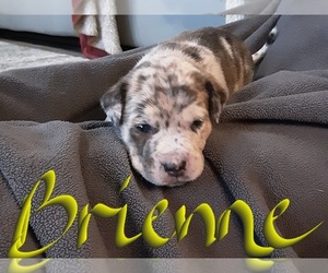 American Staffordshire Terrier-Catahoula Leopard Dog Mix Puppy for sale in JACKSONVILLE, NC, USA