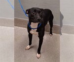Small Mutt
