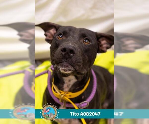 Medium Photo #1 Bulldog Puppy For Sale in Mobile, AL, USA