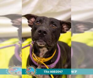 Bulldog Dogs for adoption in Mobile, AL, USA