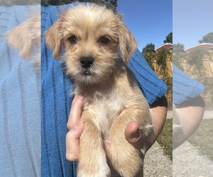 Shorkie Tzu Puppy for sale in VIRGINIA BEACH, VA, USA