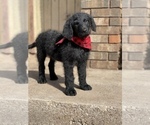 Small Photo #3 Chesa-Poo Puppy For Sale in ABILENE, TX, USA