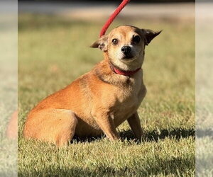 NELLY - Male Chihuahua Dog for Adoption - Photo #4
