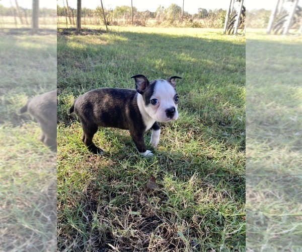Medium Photo #3 Boston Terrier Puppy For Sale in FREDONIA, KS, USA