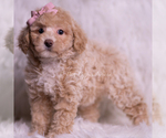 Small Photo #23 Poodle (Toy) Puppy For Sale in WARSAW, IN, USA