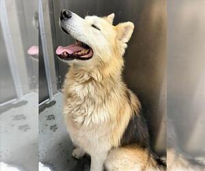 Alusky Dogs for adoption in Santa Cruz, CA, USA