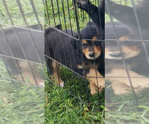 Medium Photo #1 Australian Retriever Puppy For Sale in CAMDEN, OH, USA