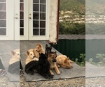 Small Photo #9 Belgian Tervuren-German Shepherd Dog Mix Puppy For Sale in COTO DE CAZA, CA, USA