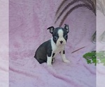 Small Boston Terrier