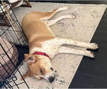 Small #16 American Pit Bull Terrier Mix