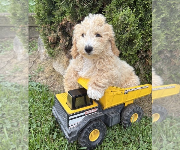 Medium Photo #1 Bichpoo Puppy For Sale in MIDDLEBURY, IN, USA
