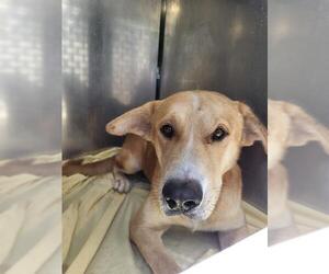 Labrador Retriever-Unknown Mix Dogs for adoption in San Antonio, TX, USA
