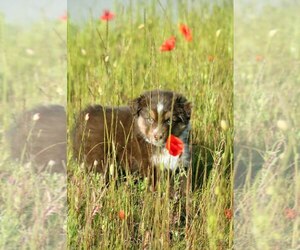 Miniature American Shepherd Puppy for sale in Warsaw, Mazovia, Poland