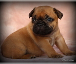Small Photo #29 French Bulldog Puppy For Sale in WINNSBORO, TX, USA