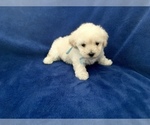 Small Photo #1 Poodle (Toy) Puppy For Sale in SAFFORD, AZ, USA