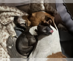 Italian Greyhound Puppy for Sale in BEAUMONT, California USA
