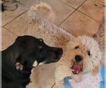 Small #3 Poodle (Miniature)