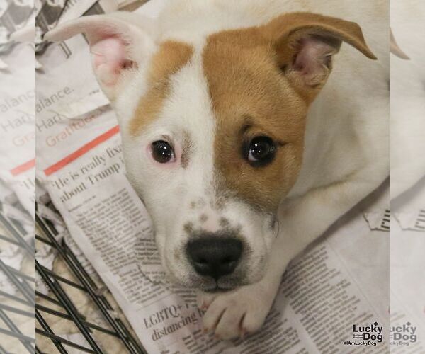 Medium Photo #4 Retriever -Unknown Mix Puppy For Sale in Washington, DC, USA