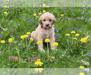 Double Doodle Puppy for Sale in HASTINGS, Michigan USA
