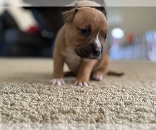 Medium Photo #1 American Bully Puppy For Sale in SAINT CHARLES, MO, USA