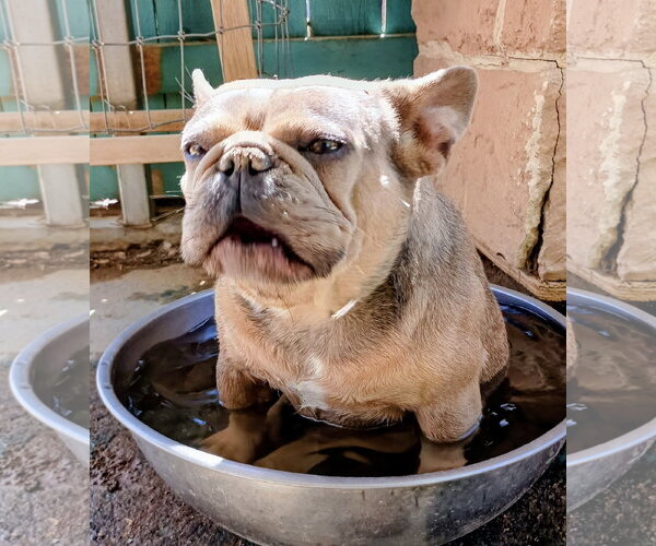 Medium Photo #1 French Bulldog Puppy For Sale in Apple Valley, CA, USA