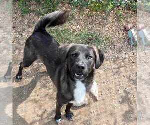 Leonardo - Male Feist Terrier-Labrador Retriever Mix Dog for Adoption - Photo #5