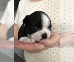 Small Photo #8 Boston Terrier Puppy For Sale in MARYSVILLE, WA, USA