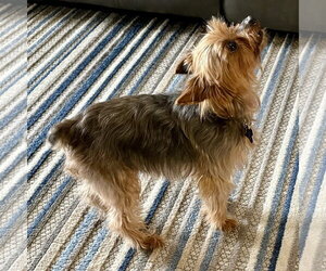 Mutt Dogs for adoption in Batavia, OH, USA