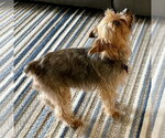 Small Mutt
