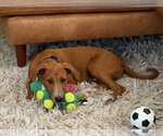 Small #1 Beagle-Poodle (Standard) Mix