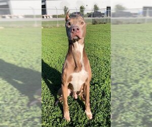 American Pit Bull Terrier-Doberman Pinscher Mix Dogs for adoption in Rosenberg, TX, USA