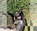 Small #3 Staffordshire Bull Terrier Mix