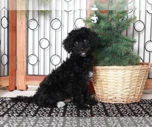 ShihPoo Puppy for sale in NAPLES, FL, USA