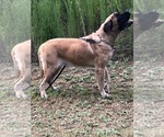 Small Photo #6 Mastiff Puppy For Sale in LEESBURG, GA, USA