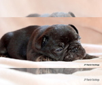 Small #5 French Bulldog
